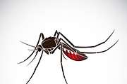 Vector of a mosquito design. Insect