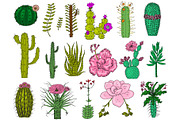 Home cactus plants and flowers