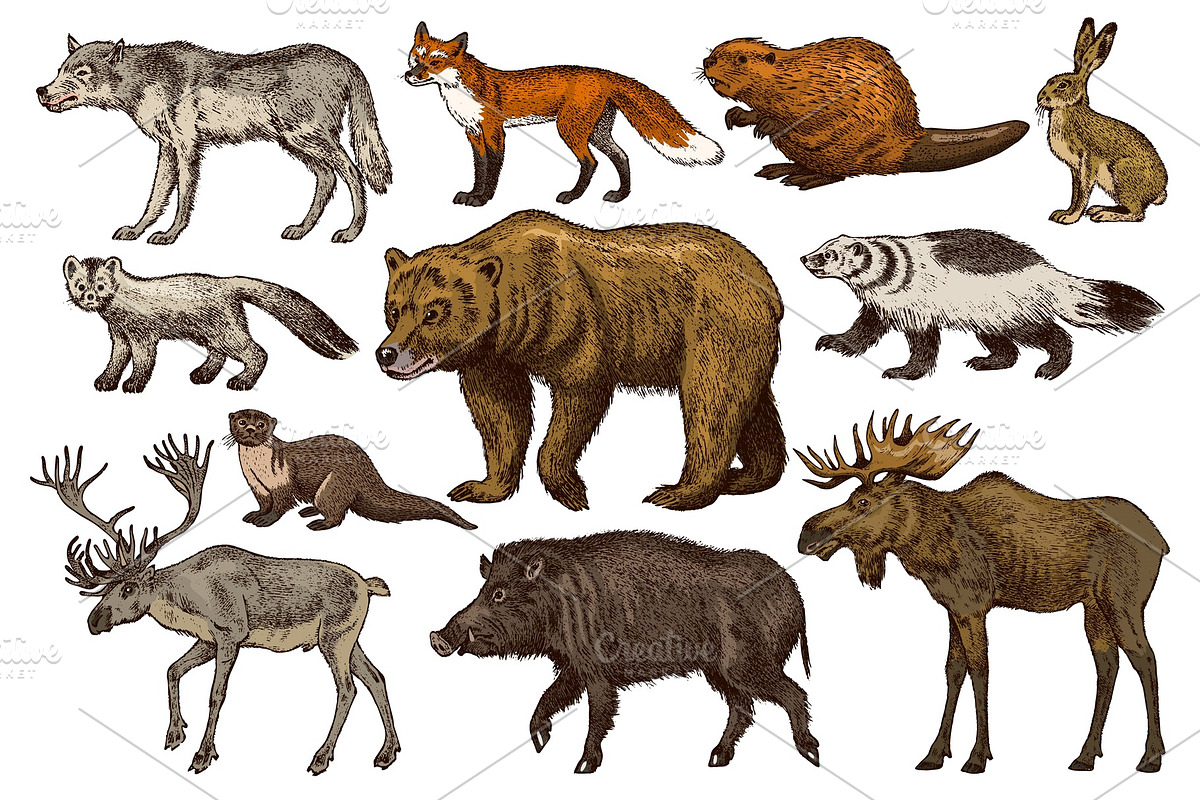 Set of Wild animals. Brown in Illustrations - product preview 8