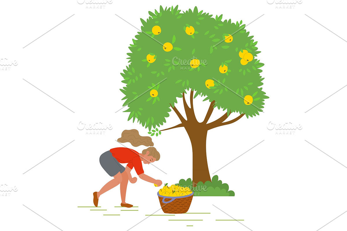 Young Girl Picking Yellow Apples in Illustrations - product preview 8