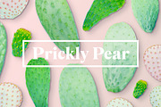 Prickly Pear Cactus & Succulents