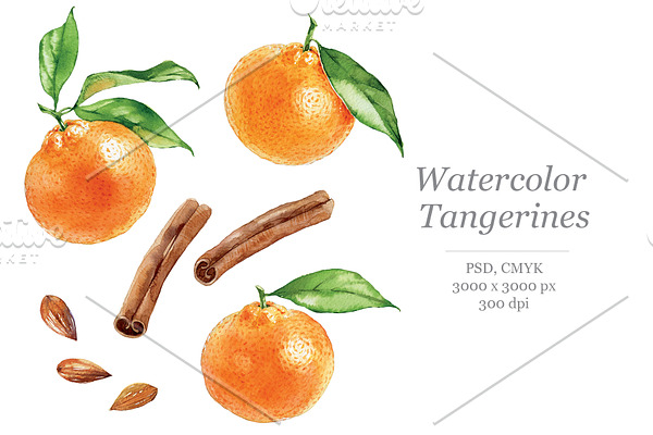 Watercolour Tangerines and cinnamon