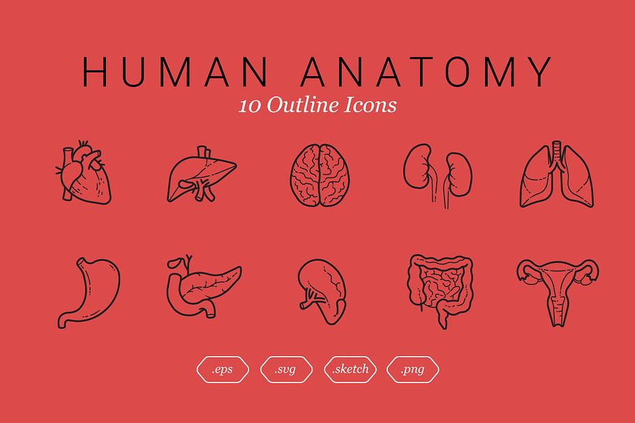 Human Anatomy (10 Outline Icons) in Graphics - product preview 8
