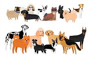 Different dogs breeds collection