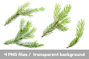 Pine, spruce branches for mockups