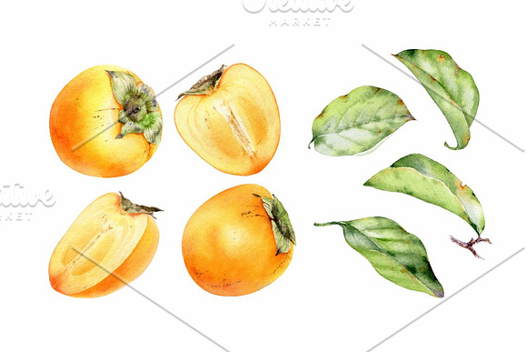 Watercolor persimmon in Illustrations - product preview 1