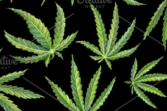 Cannabis Seamless Pattern in Patterns - product preview 2