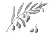 Olive Branch Pencil Illustration