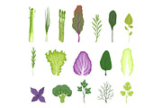 Salad greens and leaves set
