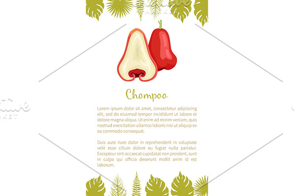 Champoo Exotic Ripe Fruit Vector