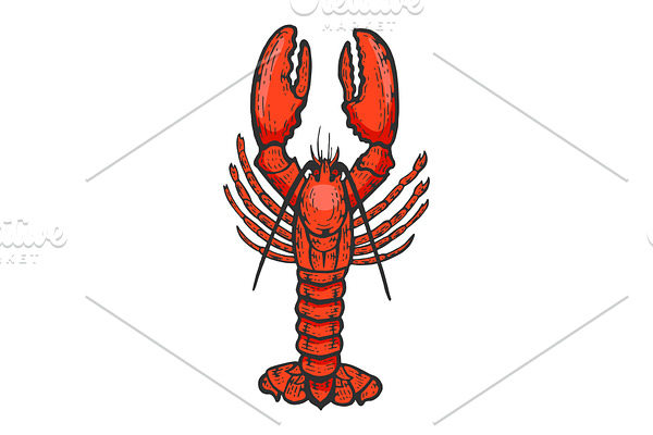 Lobster sea animal color sketch