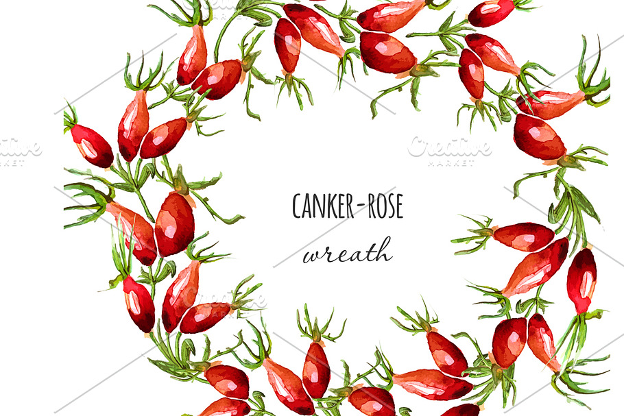 Watercolor canker-rose  elements