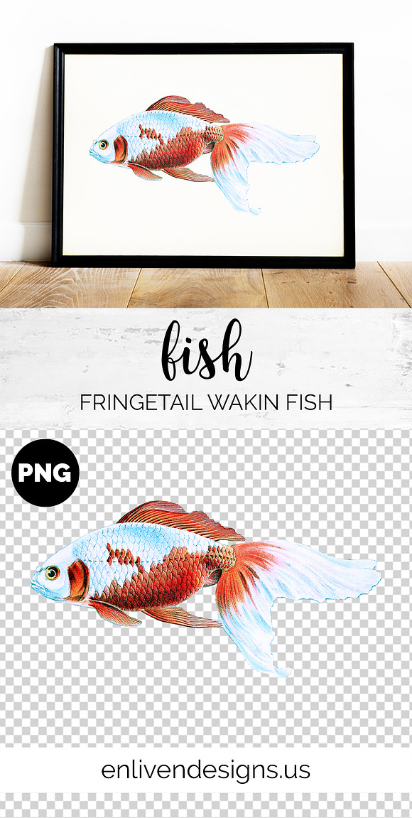Goldfish Koi Vintage Illustration in Illustrations - product preview 1