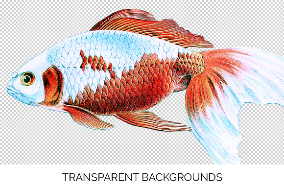 Goldfish Koi Vintage Illustration in Illustrations - product preview 2