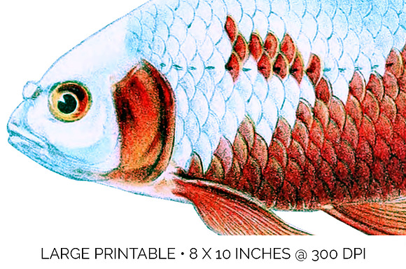 Goldfish Koi Vintage Illustration in Illustrations - product preview 4