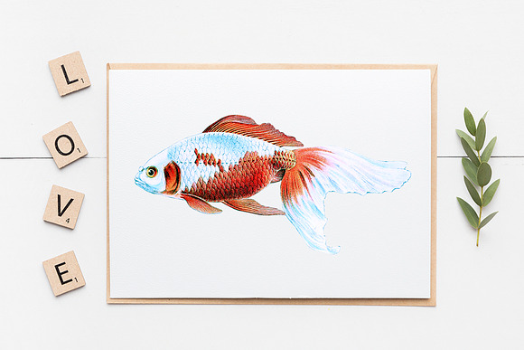 Goldfish Koi Vintage Illustration in Illustrations - product preview 5