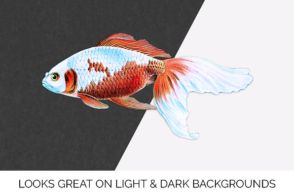 Goldfish Koi Vintage Illustration in Illustrations - product preview 6
