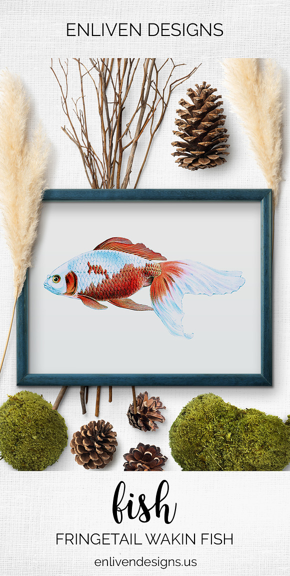 Goldfish Koi Vintage Illustration in Illustrations - product preview 7