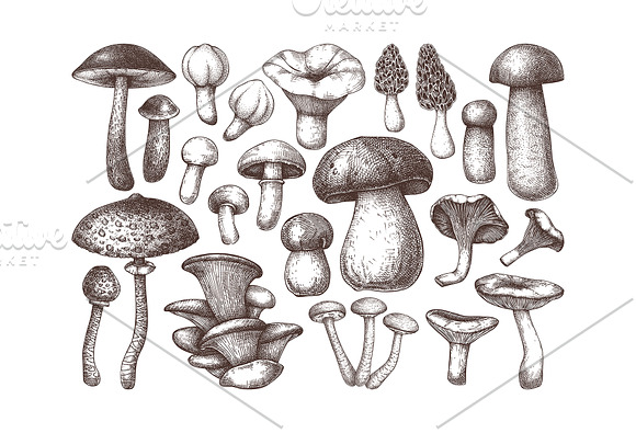 Vector Edible Mushrooms Collection in Objects - product preview 1