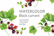 Watercolor black currant