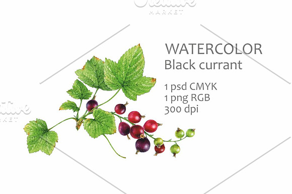 Watercolor black currant in Illustrations - product preview 1