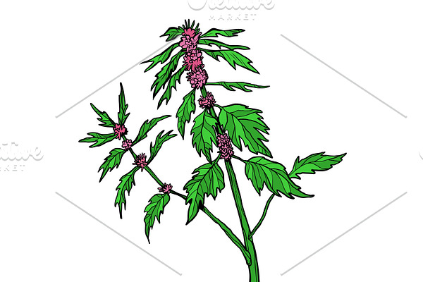 motherwort medicinal plant