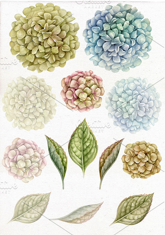 Watercolor hydrangeas clipart. in Illustrations - product preview 1