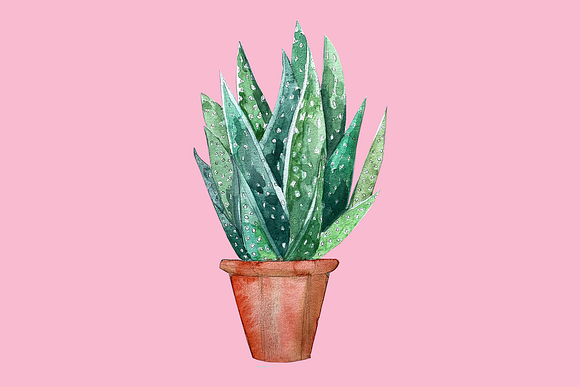 Watercolor cactus in Illustrations - product preview 2