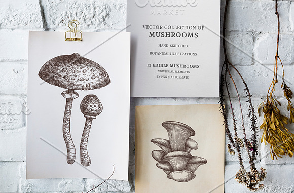 Vector Edible Mushrooms Collection in Objects - product preview 5