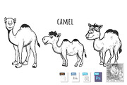 Hand drawn camels