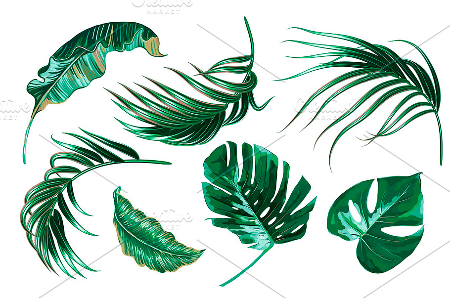 Tropical jungle leaves illustrations in Illustrations - product preview 8
