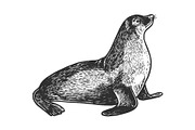 Sea lion sketch engraving vector