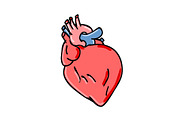 Human Heart Cartoon