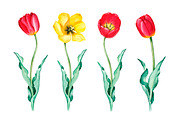 Watercolor illustrations of tulips