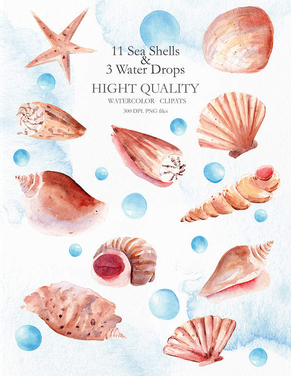 Seashells Clipart Collection in Illustrations - product preview 1