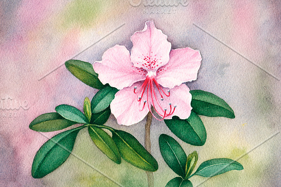Watercolor illustrations and pattern in Illustrations - product preview 4