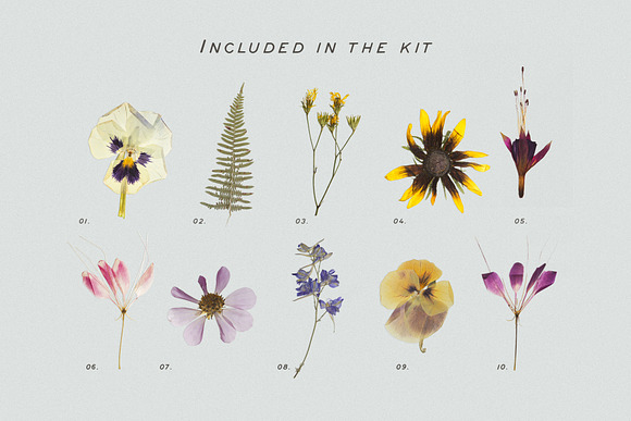 Pressed Dry Flowers & Herbs Vol.2 in Scene Creator Mockups - product preview 1