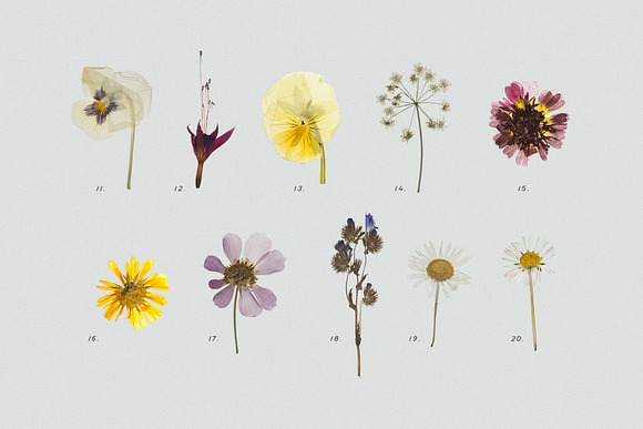 Pressed Dry Flowers & Herbs Vol.2 in Scene Creator Mockups - product preview 2