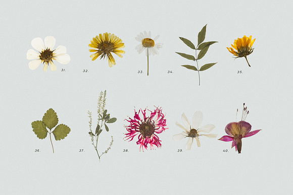 Pressed Dry Flowers & Herbs Vol.2 in Scene Creator Mockups - product preview 4