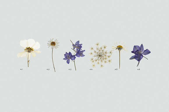 Pressed Dry Flowers & Herbs Vol.2 in Scene Creator Mockups - product preview 5