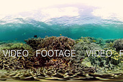 Coral reef and tropical fish 360VR