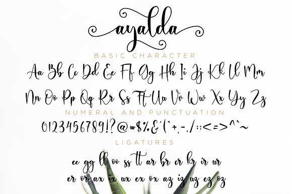 Ayalda Script in Script Fonts - product preview 10