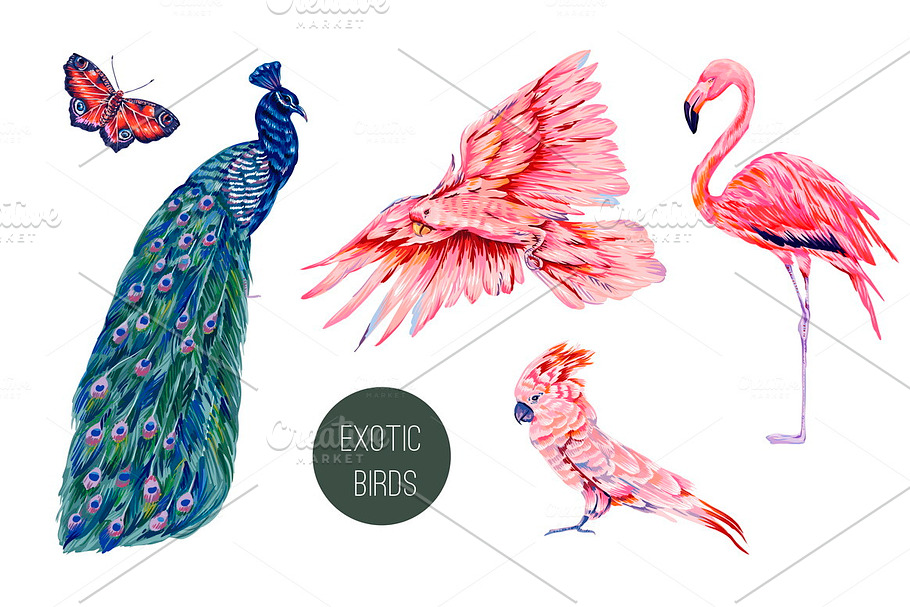 Peacock,parrot,flamingo illustration
