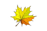 Maple Leaf Autumnal Symbol Isolated