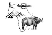 Buffalo on Africa map background wit