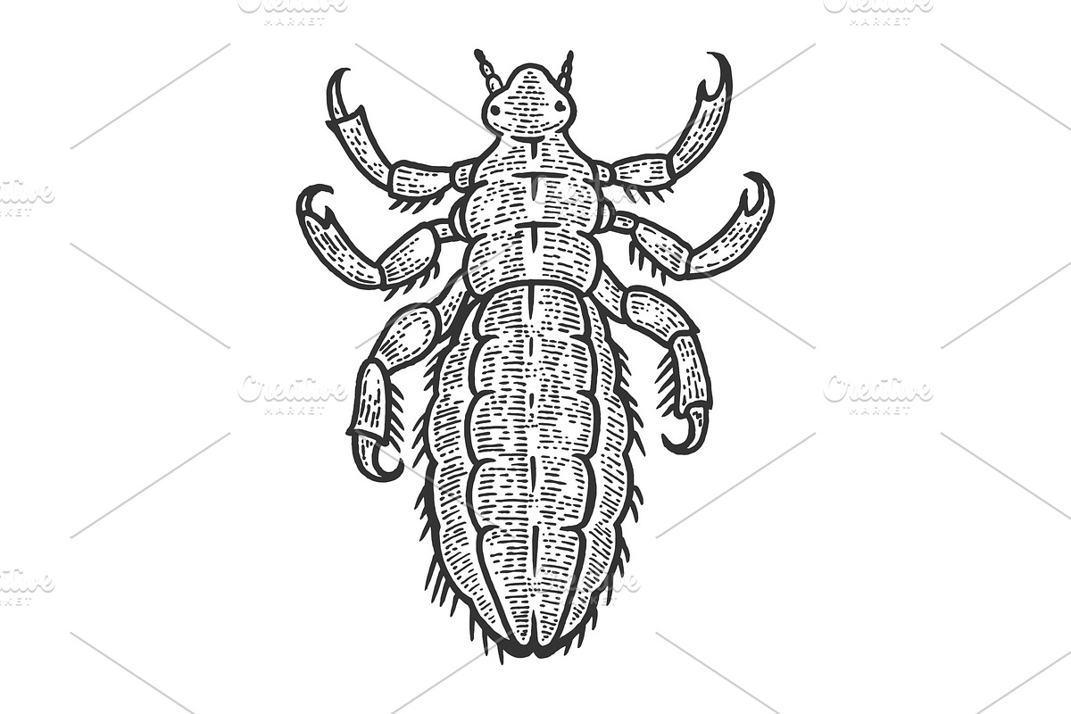 Louse insect sketch engraving vector in Illustrations - product preview 8