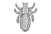 Louse insect sketch engraving vector