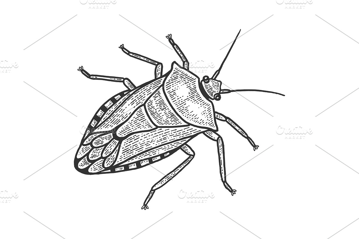 Green shield bug insect sketch in Illustrations - product preview 8