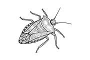 Green shield bug insect sketch