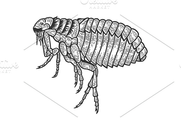 Flea louse insect sketch engraving
